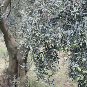 Zeytin 0